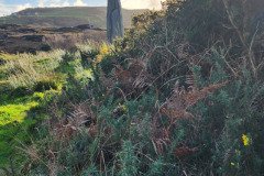 121923_0235_BEARA-OGHAM