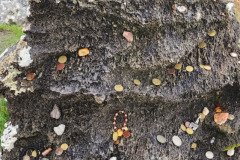 121923_0247_BEARA-HAG
