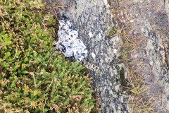 121923_0259_BEARA-HAG