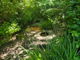 Licton Spring, Seattle: An American Holy Well