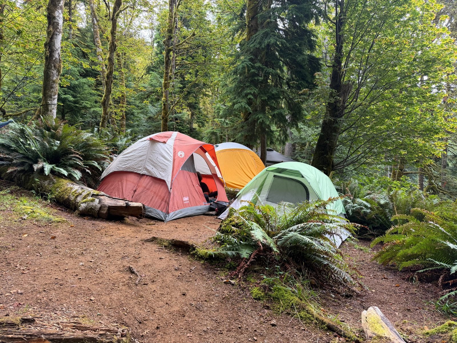 Tents set up at a campsite